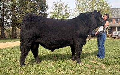 Virginia Beef Expo Simmental Sale