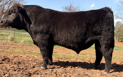 Private Stock Son Sells at the Virginia Beef Expo